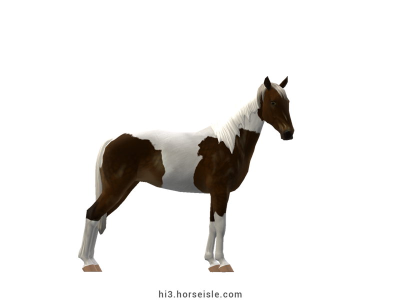 Tennessee Walking Horse Sooty Brown Silver Tobiano Coat